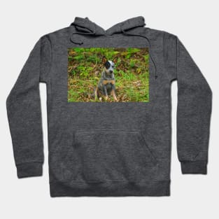 Kla pup a Hoodie